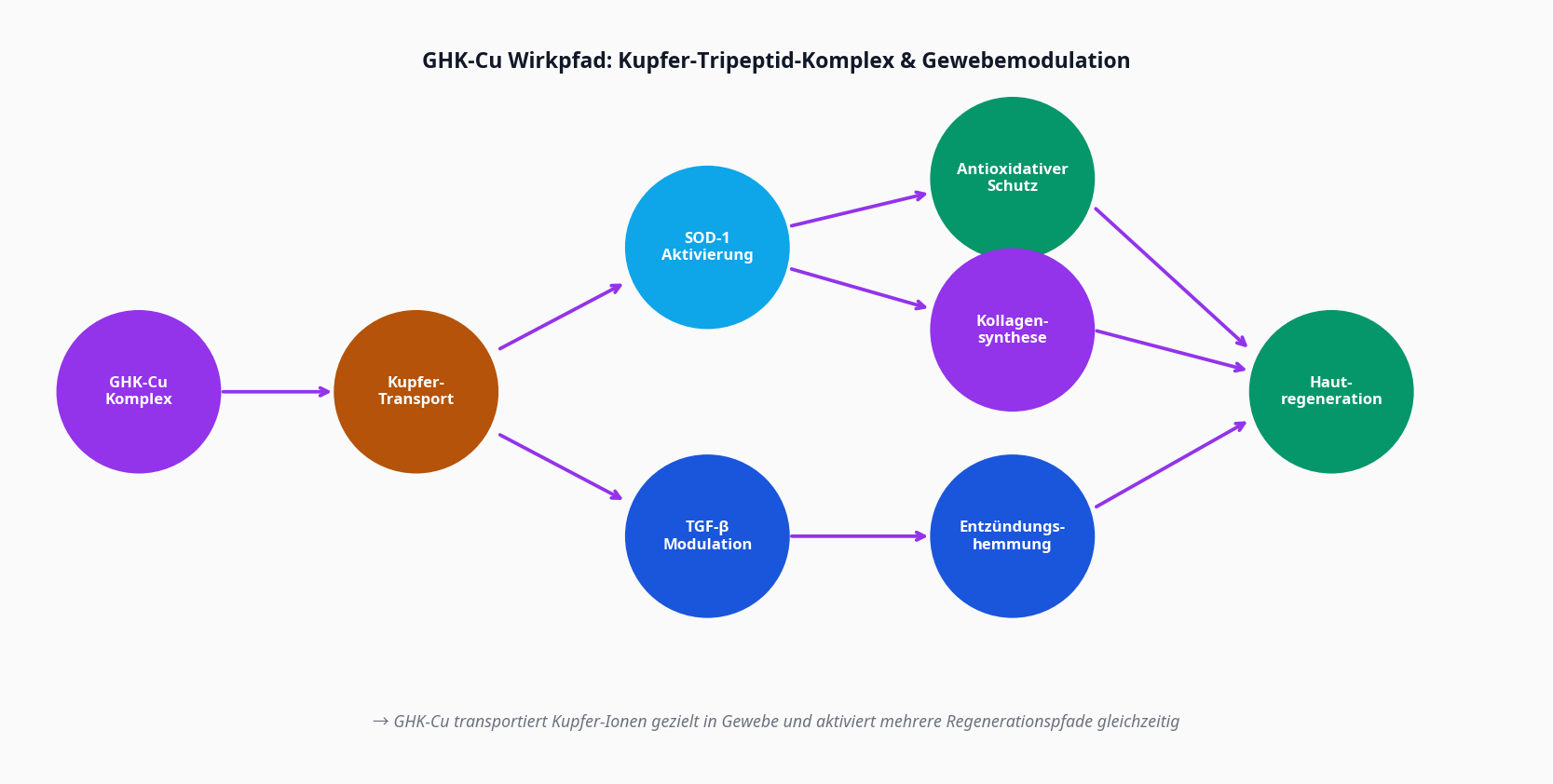 GHK-Cu Signalweg: Kupfer-Transport → Hautregeneration